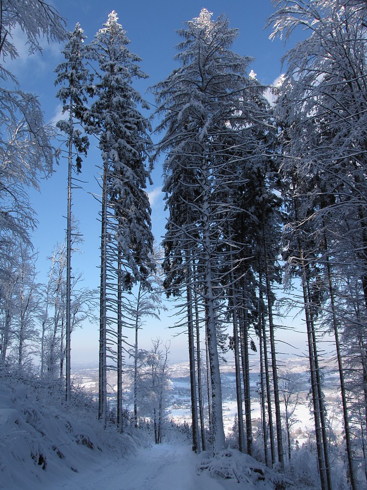 Ustroń
Wejście na Równicę od północy
Słowa kluczowe: niebieski,las