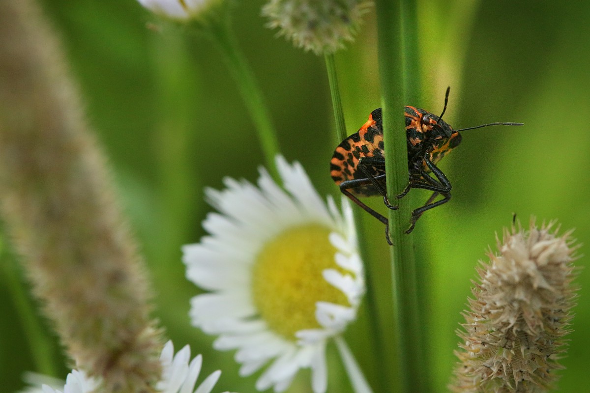 Strojnica baldaszkówka
[i]Graphosoma lineatum[/i]
Słowa kluczowe: owad
