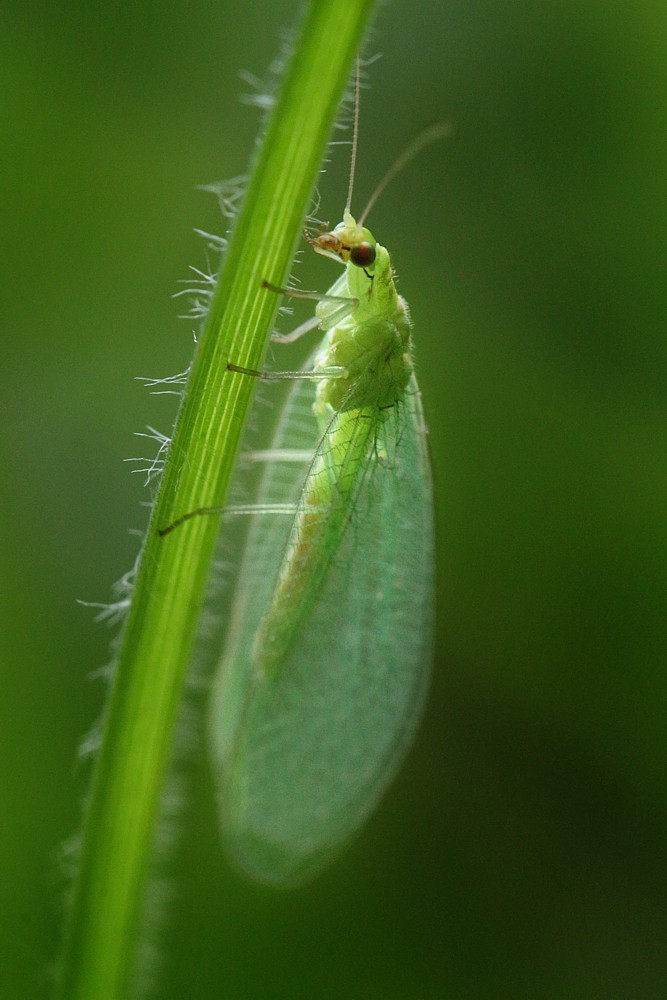 Złotook
[i]Chrysopa sp.[/i]
Słowa kluczowe: owad,zielony