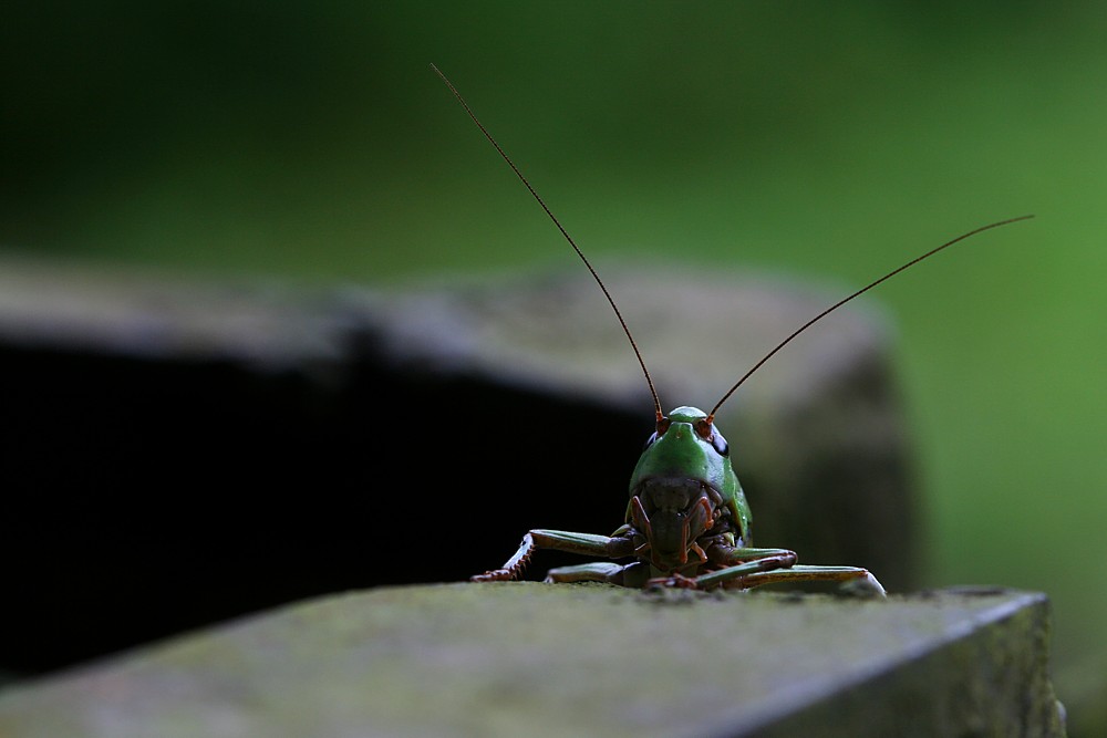 A kuku! =)
Łatczyn brodawnik [i]Decticus verrucivorus[/i]
Słowa kluczowe: owad,szarańczak,zielony