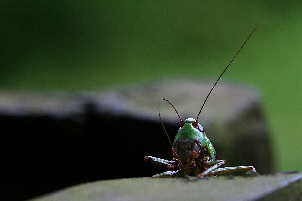 A kuku z antenką =)
Łatczyn brodawnik [i]Decticus verrucivorus[/i]
Słowa kluczowe: owad,szarańczak,zielony