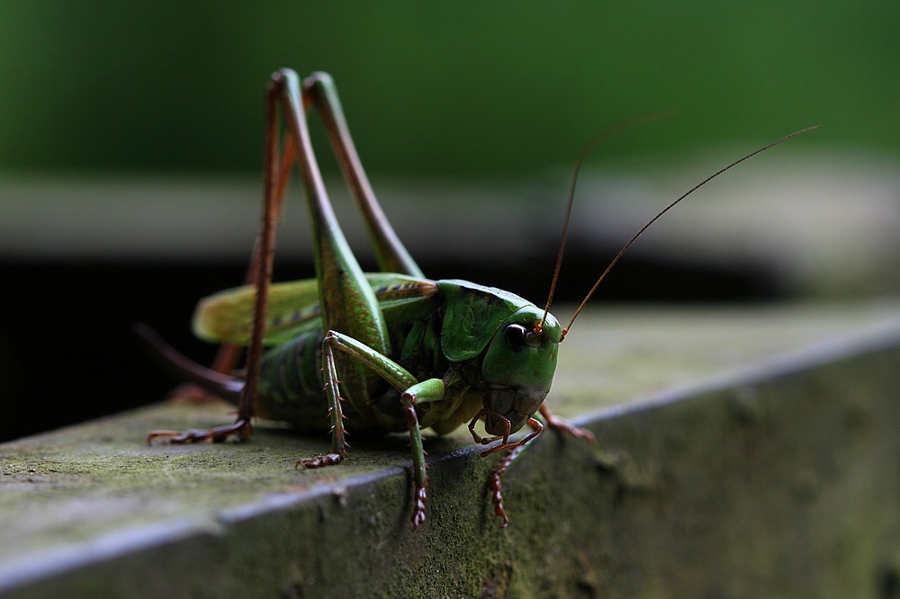 Łatczyn brodawnik, samica
[i]Decticus verrucivorus[/i]
Słowa kluczowe: owad,szarańczak,zielony