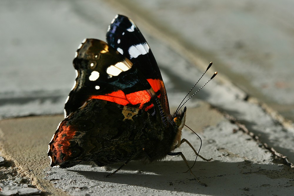 Seniore Admirale
[i]Vanessa atalanta[/i]
Słowa kluczowe: owad,motyl,czarny