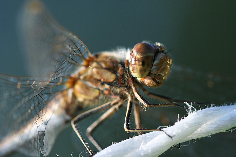 Szablak zwyczajny, samica
[i]Sympetrum vulgatum[/i], female
Słowa kluczowe: owad,ważka