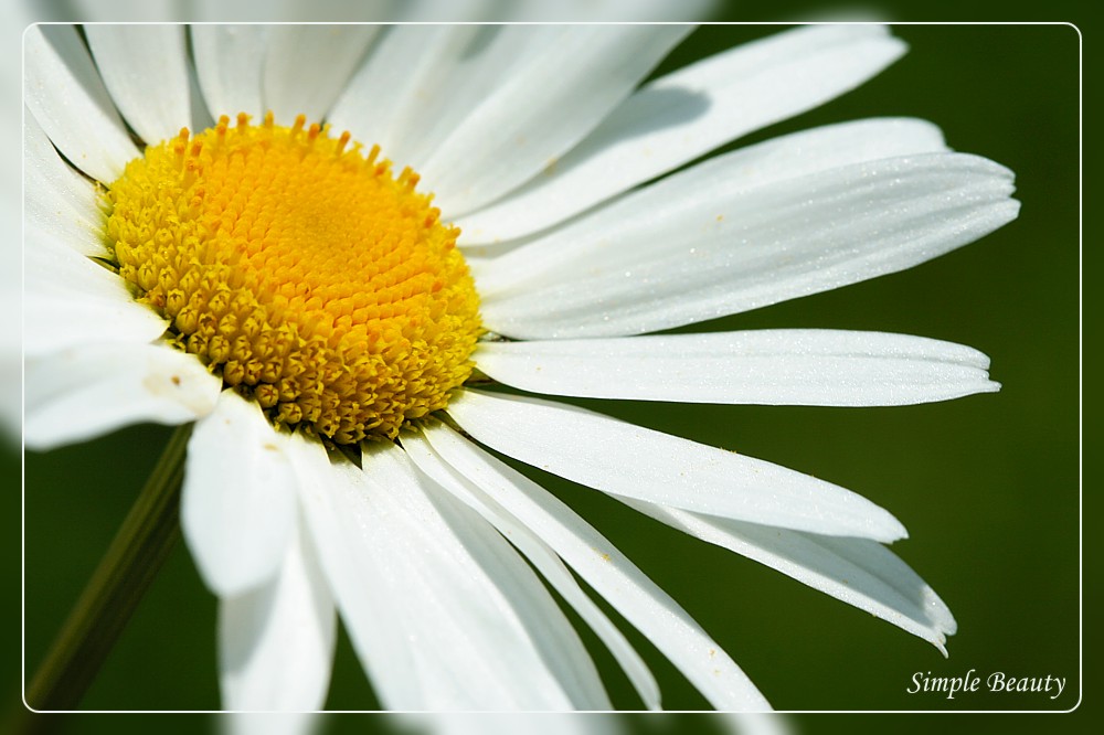 Simple Beauty
Złocień właściwy
[i]Chrysanthemum leucanthemum[/i]
Słowa kluczowe: kwiat,biały,lato