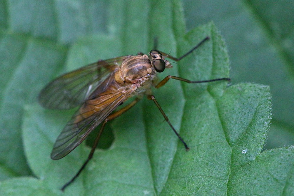 Diptera
Słowa kluczowe: owad