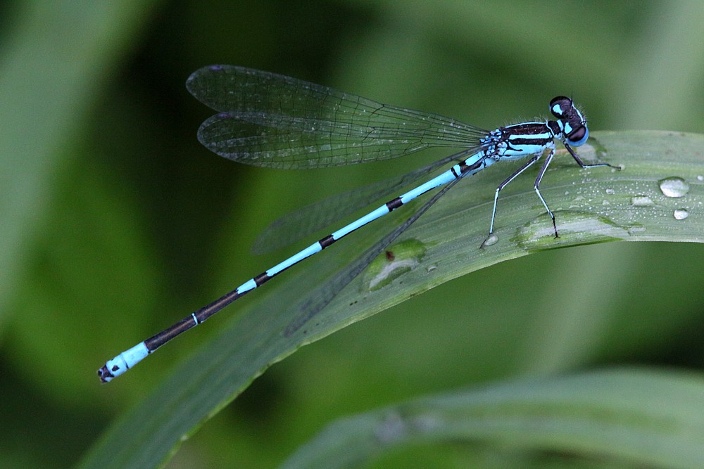 Łątka dzieweczka, samiec
[i]Coenagrion puella[/i], male
Słowa kluczowe: ważka,niebieski,owad
