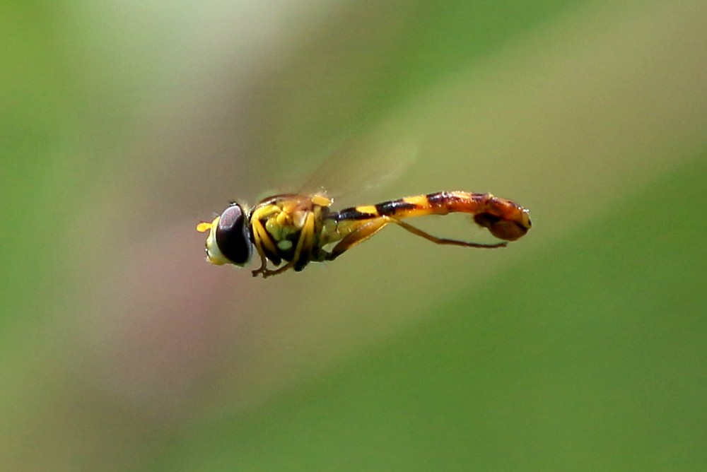 Bzyg prążkowany w locie 2
[i]Episyrphus balteatus[/i]
Mazury 2013
Słowa kluczowe: owad