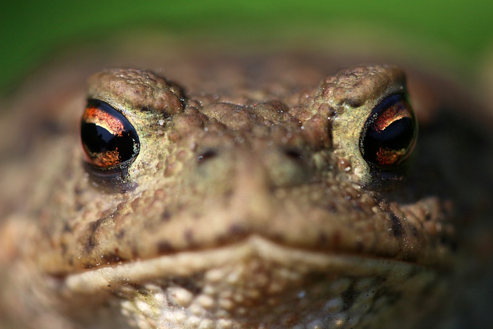 Ropucha szara
[i]Bufo bufo[/i]
Mazury 2013

Słowa kluczowe: żaba