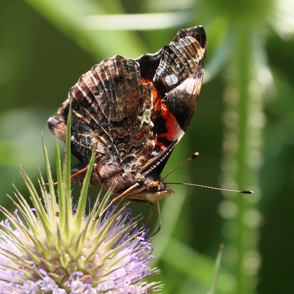Rusałka admirał
[i]Vanessa atalanta[/i]
Słowa kluczowe: owad,motyl