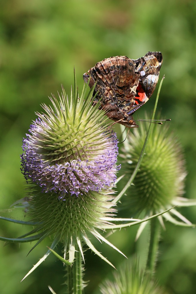 Rusałka admirał
[i]Vanessa atalanta[/i]
Słowa kluczowe: owad,motyl