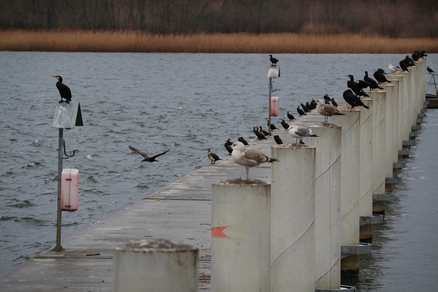 Kormorany czarne
Phalacrocorax carbo
Słowa kluczowe: ptak,morze,woda