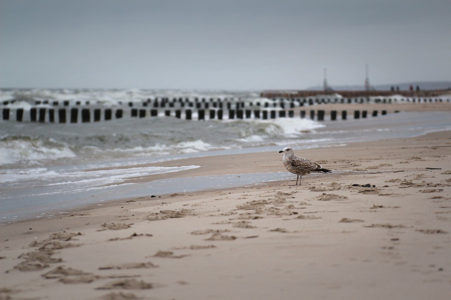 Młoda mewa srebrzysta
Larus argentatus
Słowa kluczowe: ptak,morze,woda