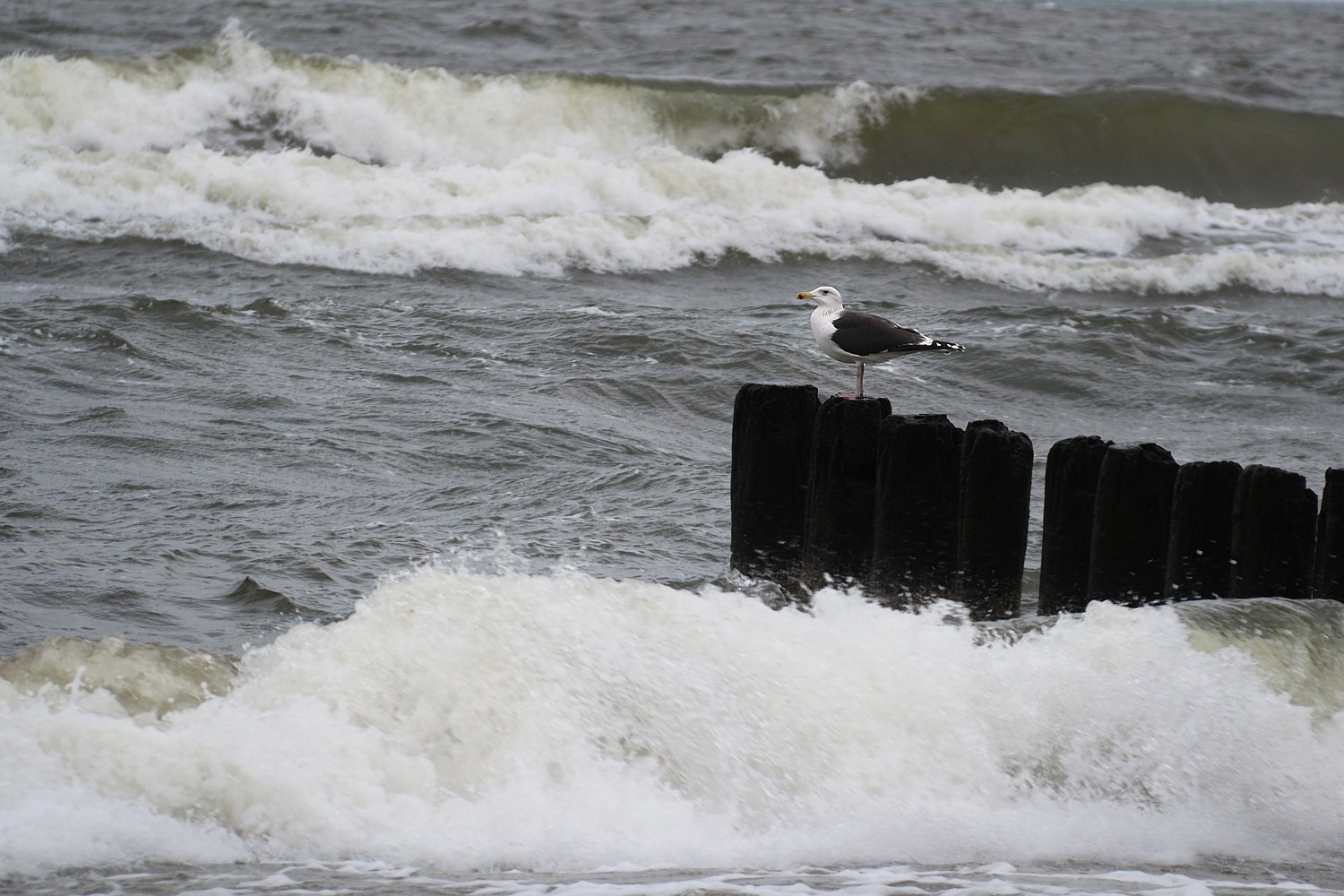 Mewa siodłata
Larus marinus
Słowa kluczowe: ptak,morze,niebieski,woda