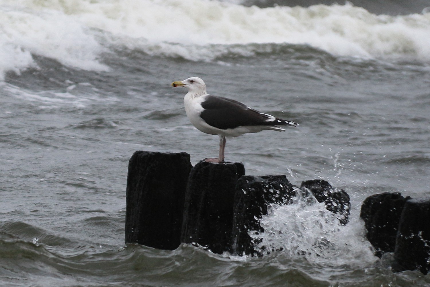 Mewa siodłata
Larus marinus
Słowa kluczowe: ptak,morze,niebieski,woda