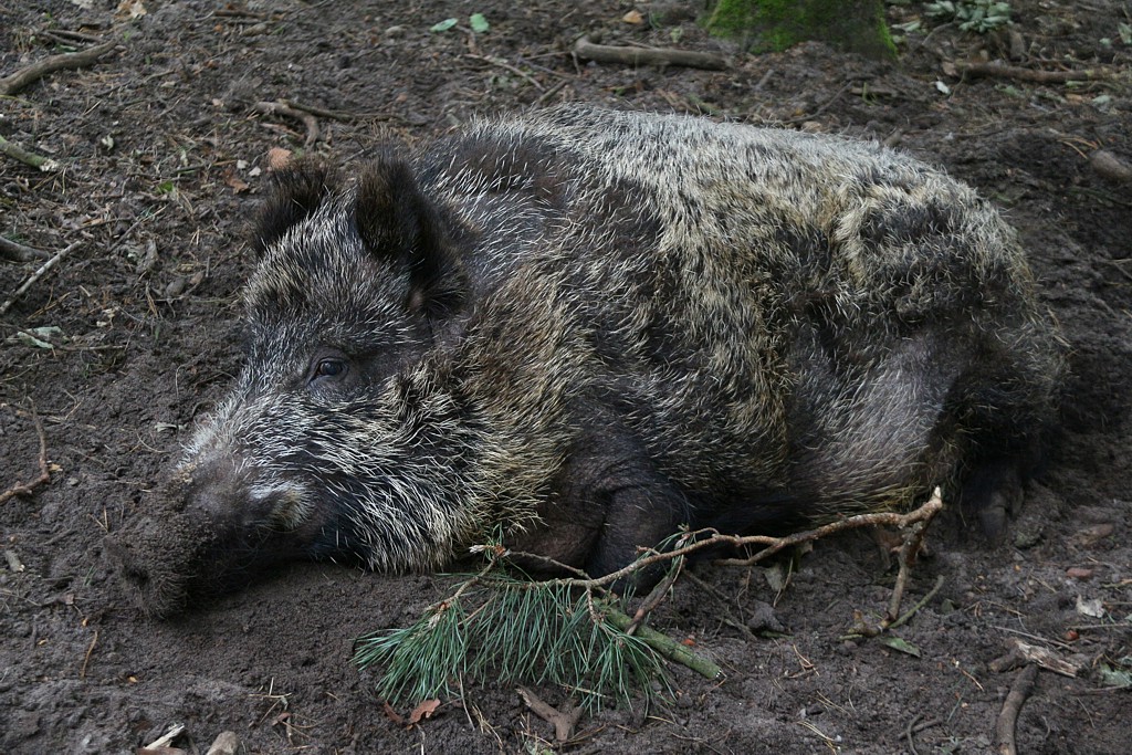 Dzik
[i]Sus scrofa[/i]
Woliński Park Narodowy
