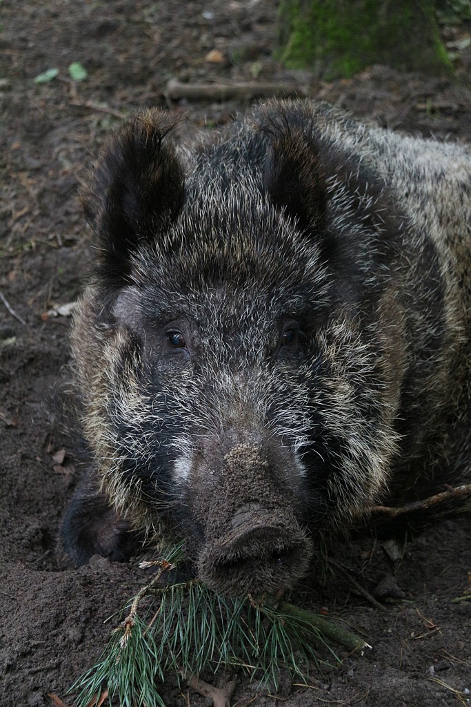 Dzik
[i]Sus scrofa[/i]
Woliński Park Narodowy
