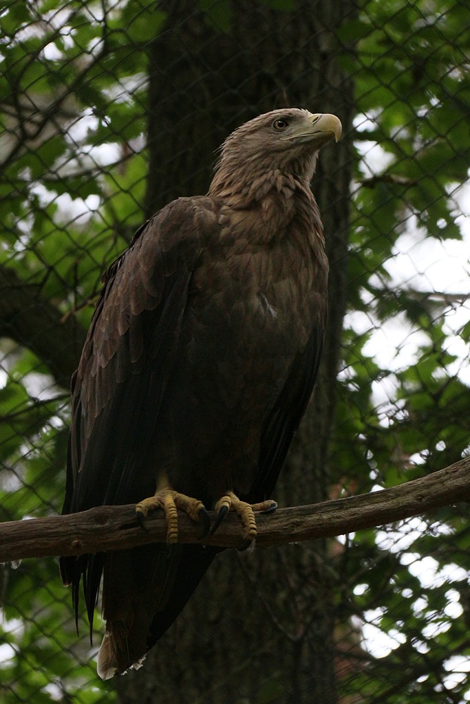 Bielik zwyczajny
[i]Haliaeetus albicilla[/i]
Woliński Park Narodowy
Słowa kluczowe: ptak