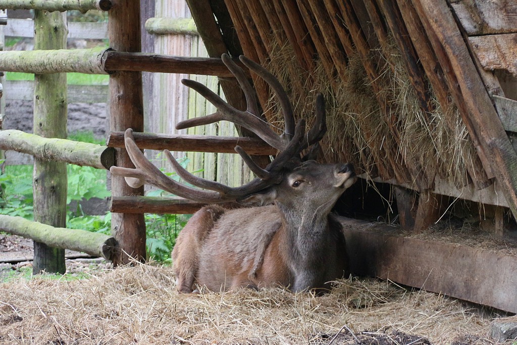 Jeleń szlachetny
[i]Cervus elaphus[/i]
Woliński Park Narodowy
