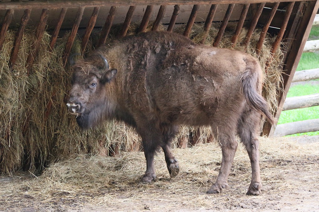 Żubr
[i]Bison bonasus[/i]
Woliński Park Narodowy
