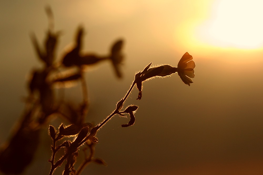 Łąka o zachodzie, bniec biały
Mazury 2012
Słowa kluczowe: kwiat