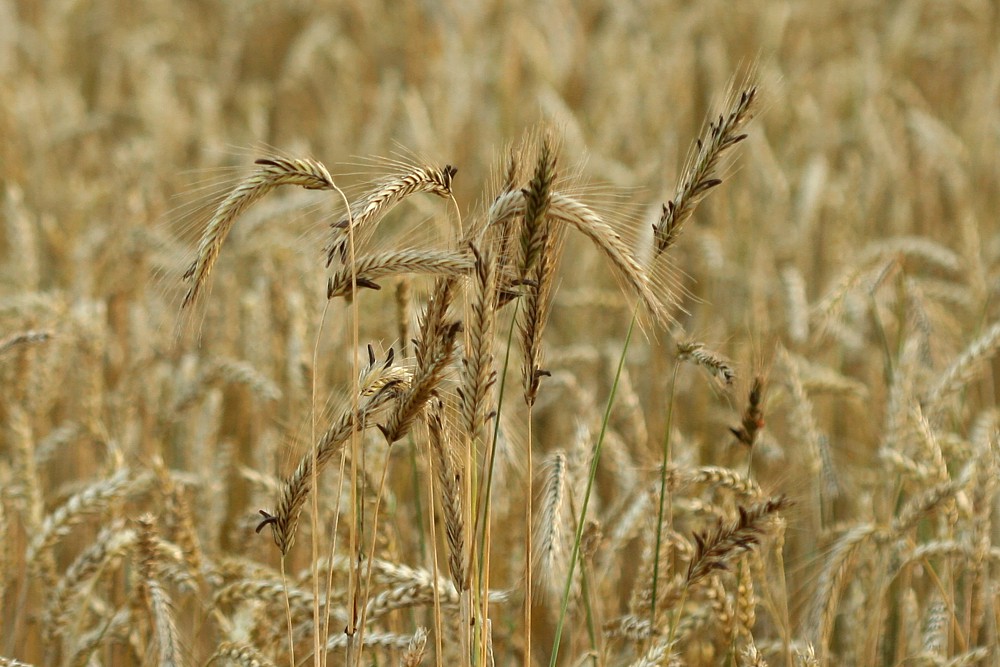 Sporysz buławinki czerwonej
Teren przygraniczny
Mazury 2012
Słowa kluczowe: żółty