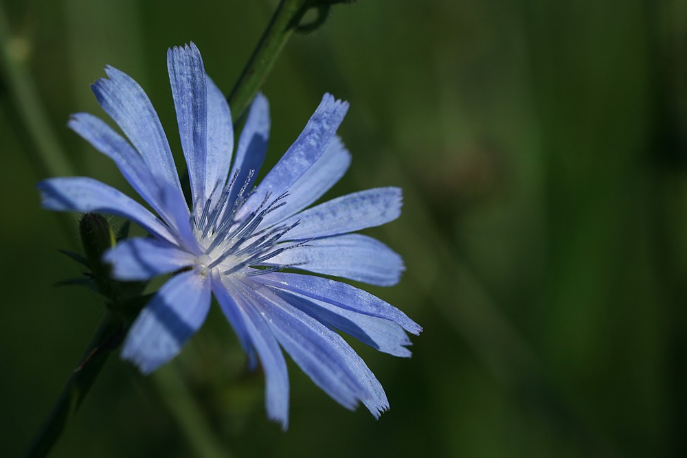 Cykoria podróżnik
[i]Cichorium intybus[/i]
Słowa kluczowe: kwiat,niebieski