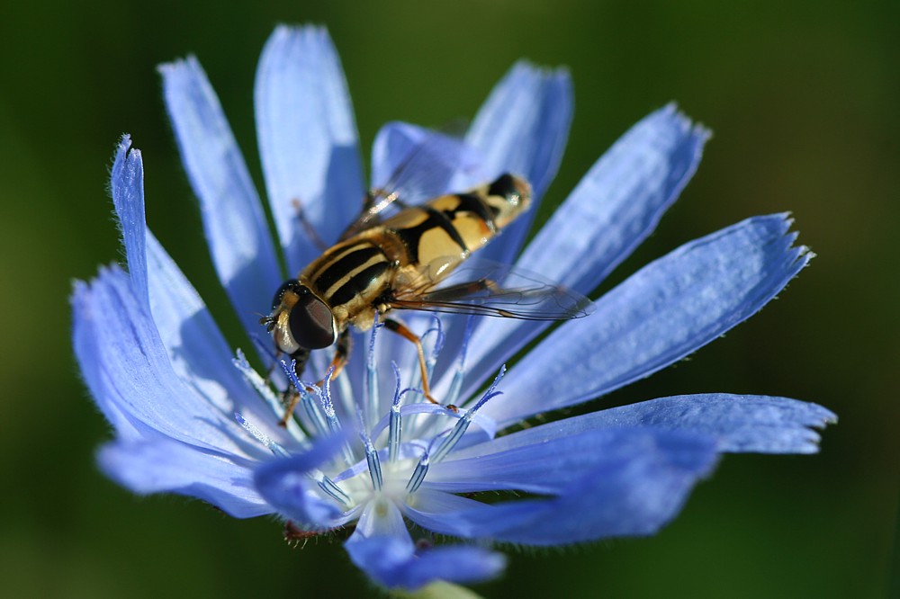 Kwietne lądowisko: cykoria podróżnik
[i]Cichorium intybus[/i]
Słowa kluczowe: kwiat,niebieski