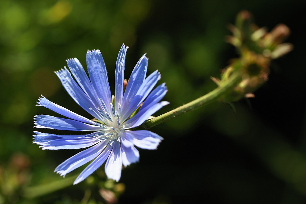 Cykoria podróżnik
[i]Cichorium intybus[/i]
Słowa kluczowe: kwiat,niebieski