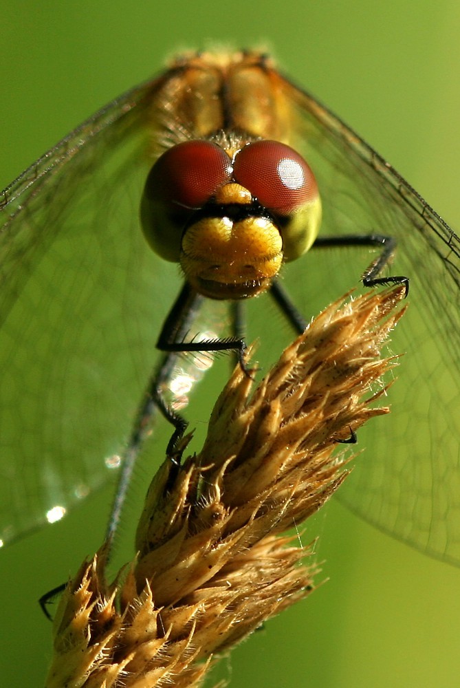 Szablak, samica
[i]Sympetrum sp.[/i]
