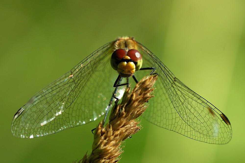 Szablak, samica
[i]Sympetrum sp.[/i]

