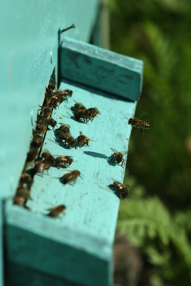 Pszczoła miodna u wejścia do ula
[i]Aphis mellifera[/i]
