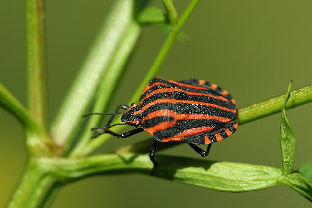 Strojnica baldaszkówka
[i]Graphosoma lineatum[/i]
Słowa kluczowe: owad,czerwony,pluskwiak