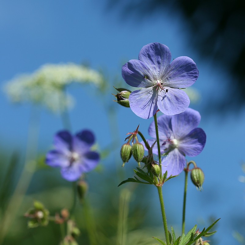 Niebieska bodziszkowa łąka
[i]Geranium sp.[/i]
Bieszczady 2011
Słowa kluczowe: niebieski,kwiat