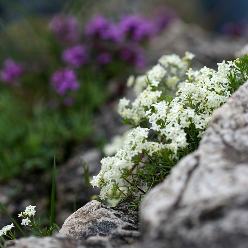 Rośliny naskalne
Tatry 2011
Słowa kluczowe: góry,kwiat