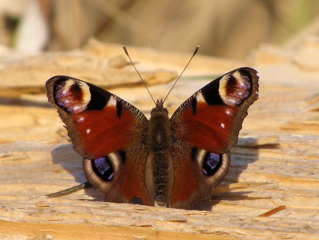 Rusałka pawik
[i]Inachis io[/i]
Wiosennie
Słowa kluczowe: owad,motyl