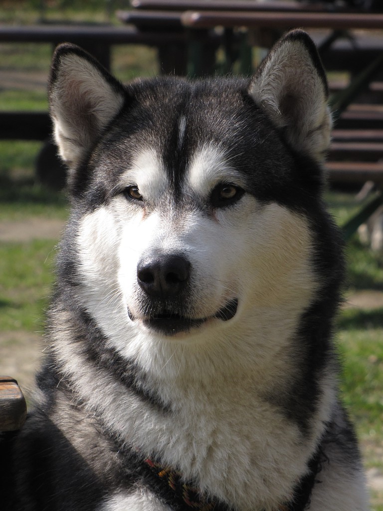 Alaskan malamut
Słowa kluczowe: pies