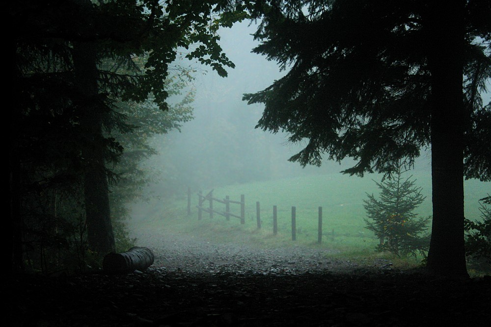 Leśna ścieżka
Leskowiec, 2009
Słowa kluczowe: las