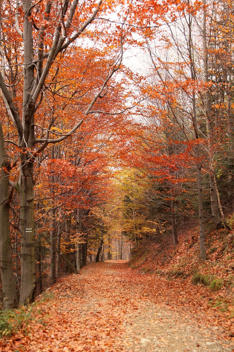 Beskid jesiennie 2
Słowa kluczowe: jesień