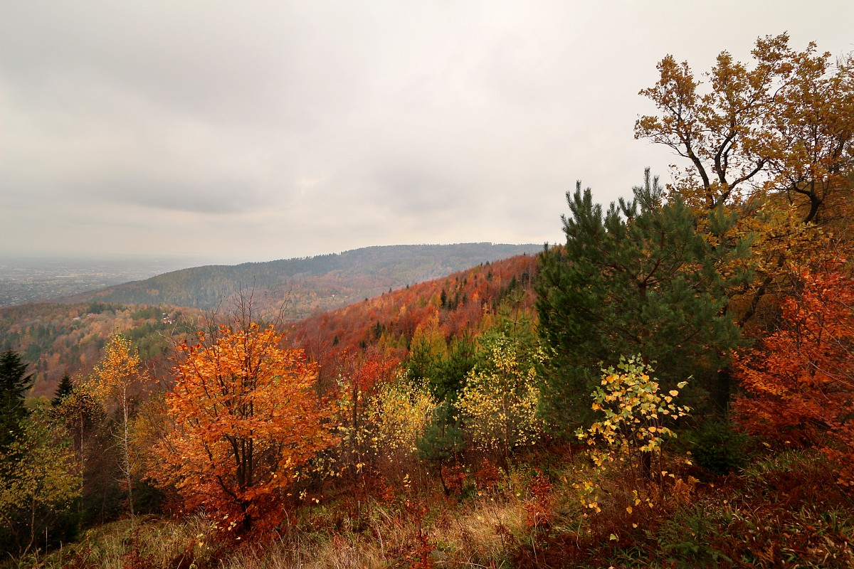 Beskid jesiennie 1
Słowa kluczowe: jesień