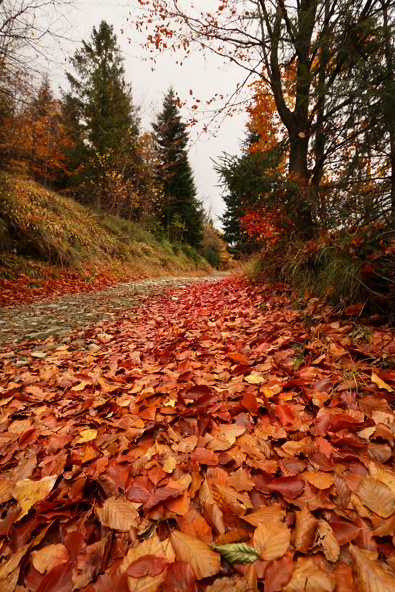 Beskid jesiennie 3
Słowa kluczowe: jesień