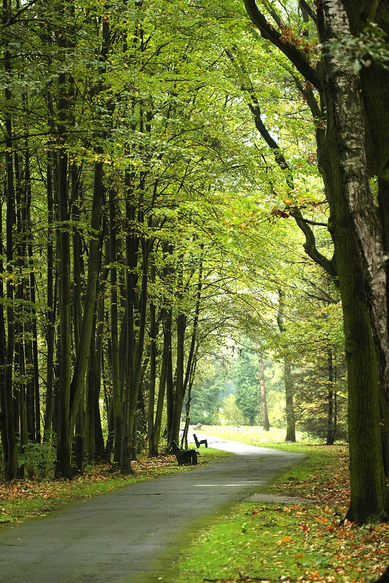 Leśna alejka
Katowicki Park Leśny Muchowiec, 2017
Słowa kluczowe: las,zielony