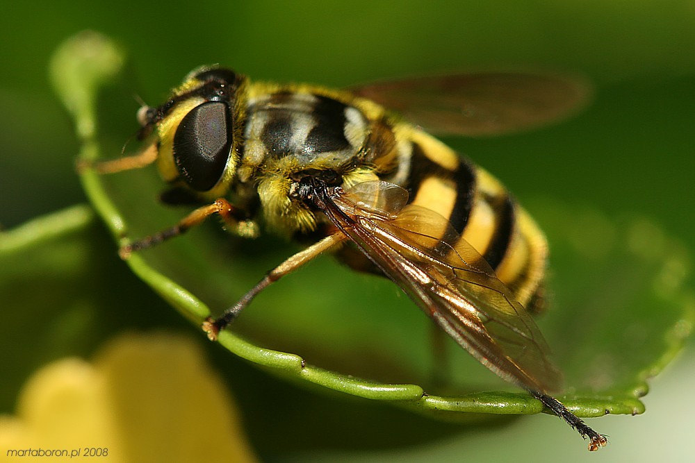 Bzyg pospolity
[i]Syrphus ribesii[/i]
Słowa kluczowe: owad,mucha