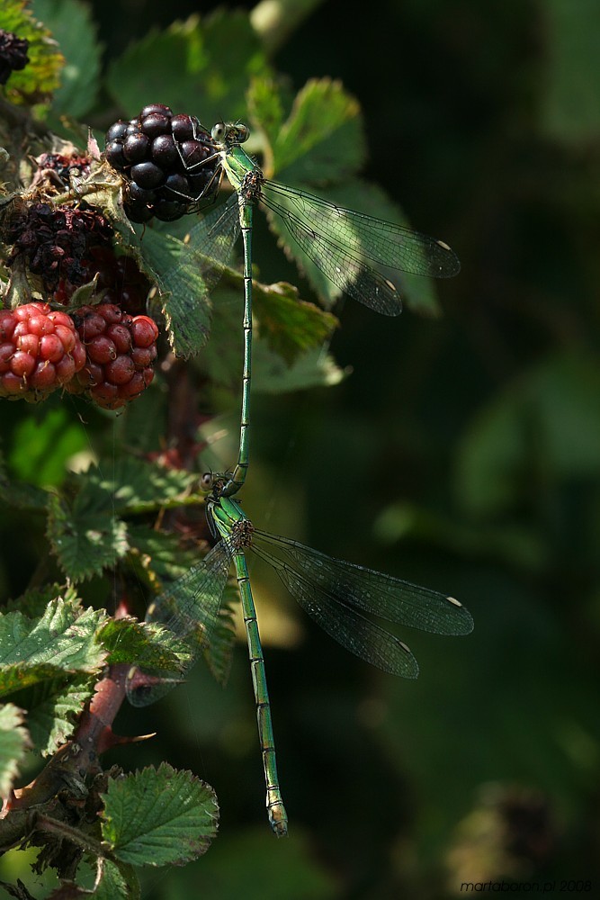 Pałątka zielona, tandem
[i]Lestes viridis[/i]
Słowa kluczowe: owad,ważka,liść