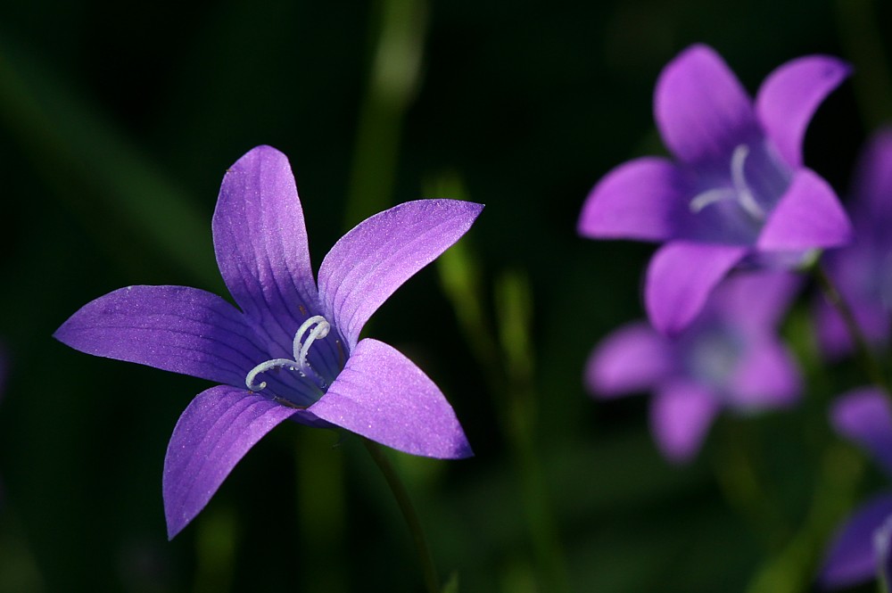 Dzwonek rozpierzchły
[i]Campanula patula[/i]
Słowa kluczowe: kwiat,fioletowy
