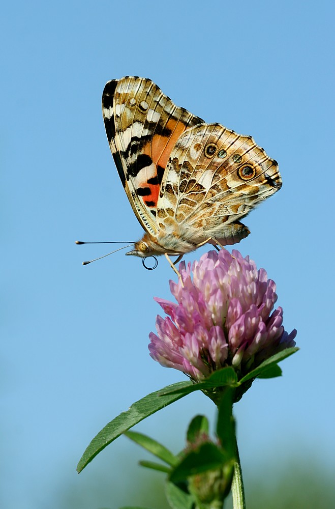 Rusałka osetnik
[i]Vanessa cardui[/i]
Słowa kluczowe: owad,motyl