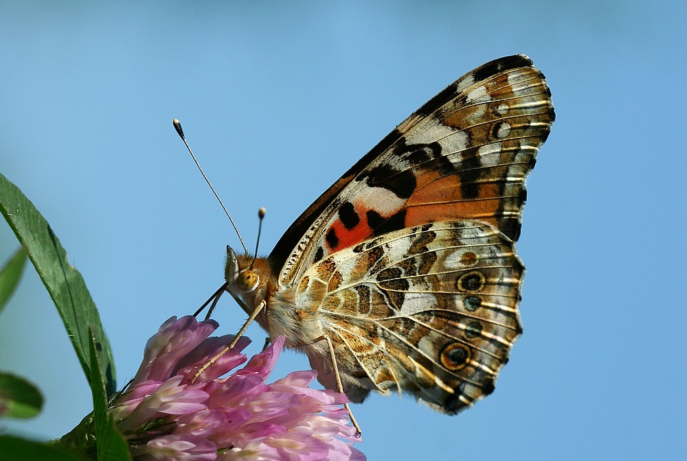 Rusałka osetnik
[i]Vanessa cardui[/i]
Słowa kluczowe: owad,motyl