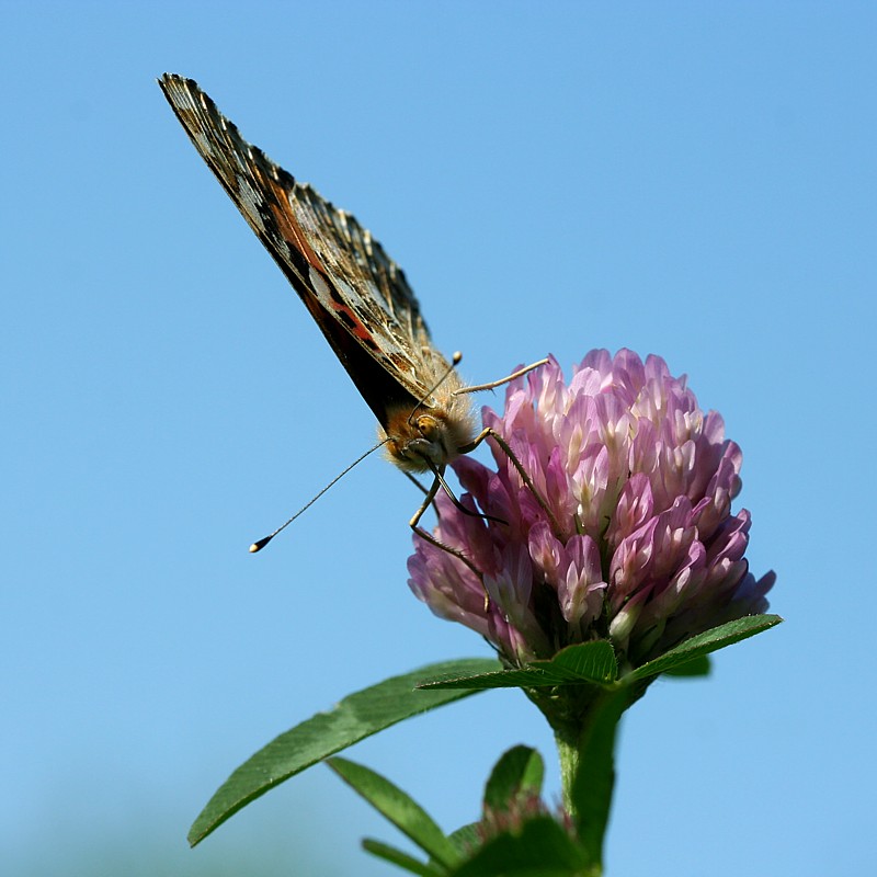 Rusałka osetnik
[i]Vanessa cardui[/i]
Słowa kluczowe: owad,motyl
