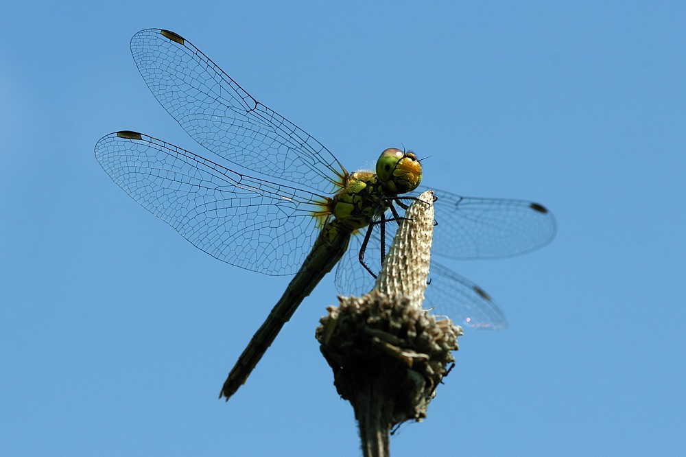 Szablak krwisty, samica
[i]Sympetrum sanguineum[/i]
Słowa kluczowe: owad,ważka
