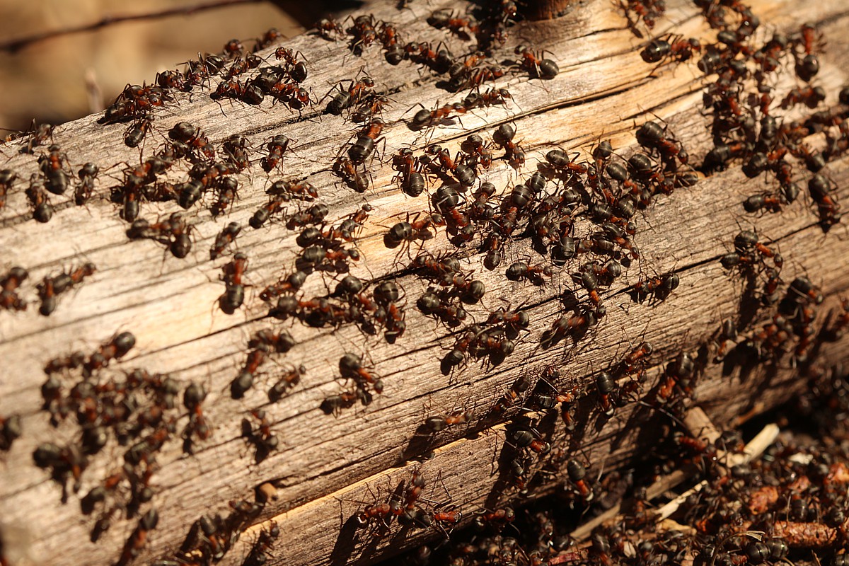 Mrówka rudnica
Formica rufa
Słowa kluczowe: owad,brązowy